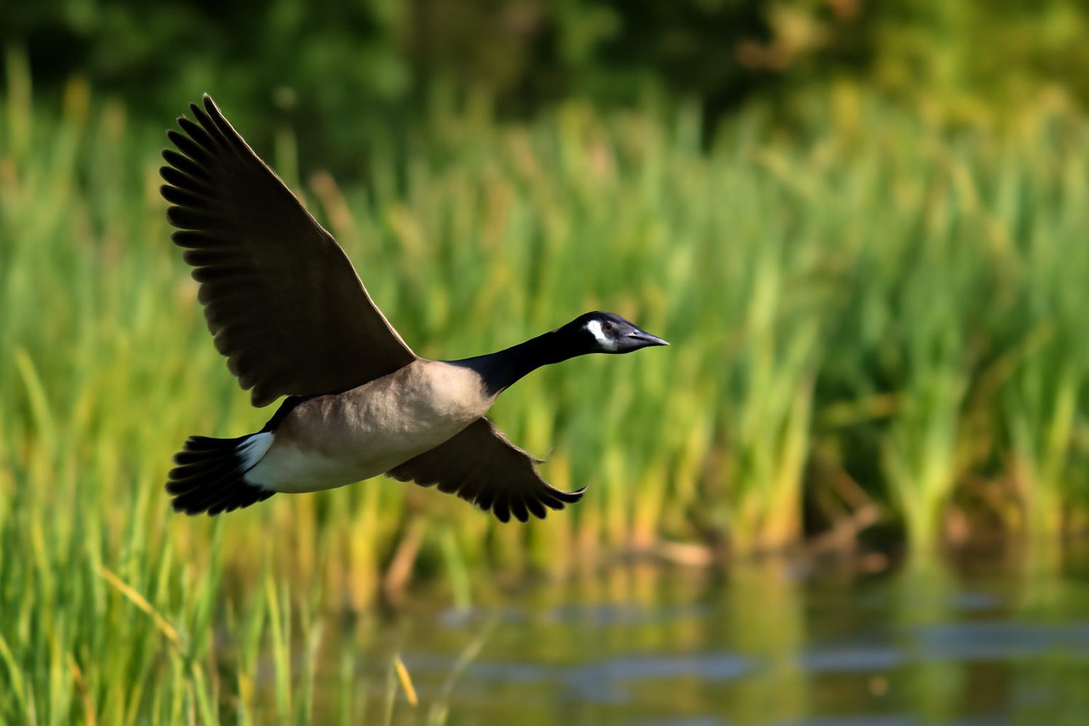 goose in natural habitat - AI generated illustration for article about Old-Growth Forests and the Birds That Depend on Them