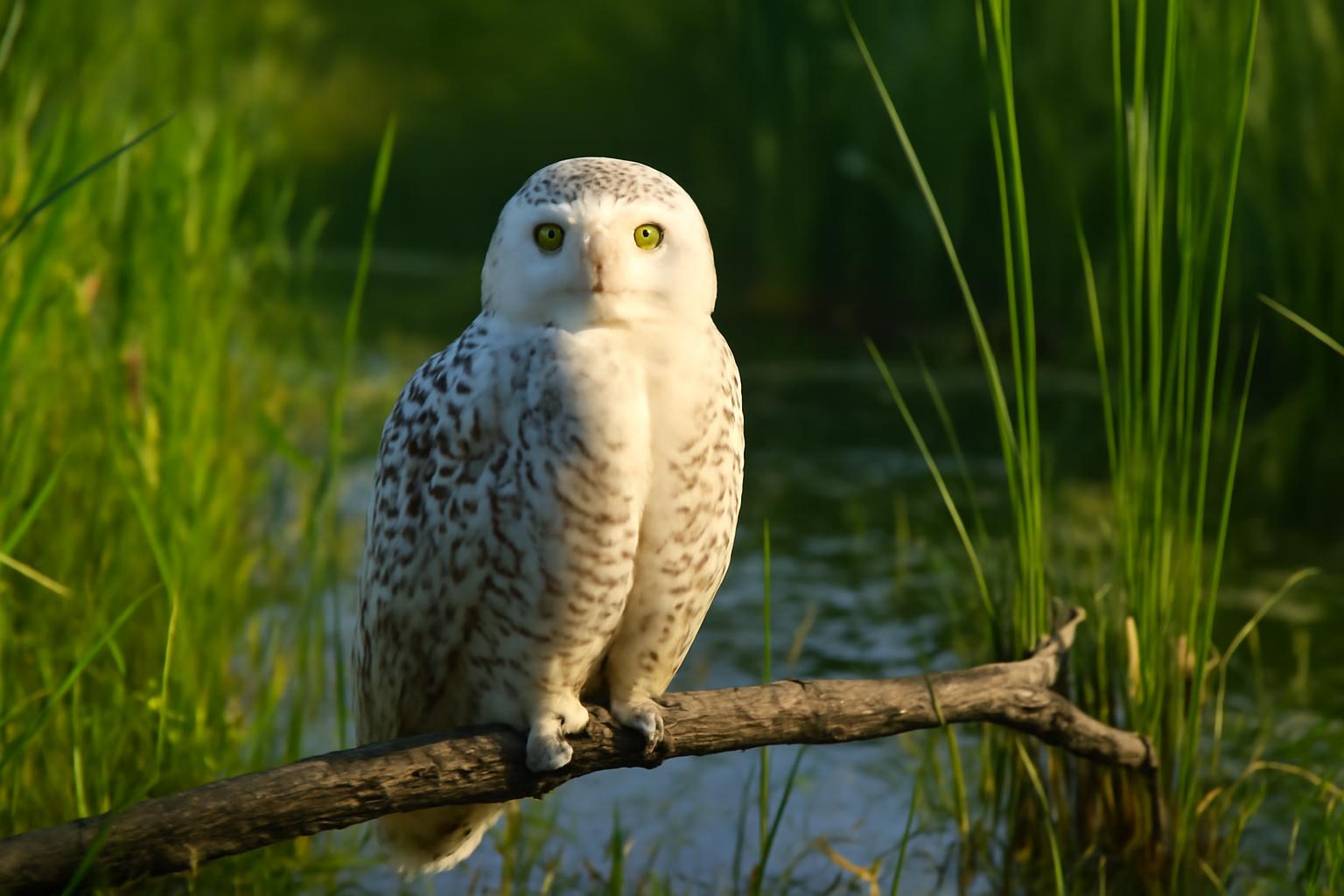 owl in natural habitat - AI generated illustration for article about Wetland Edge Birds: ID Guide for Snowy Owl, Pileated Woodpecker & Mourning Dove