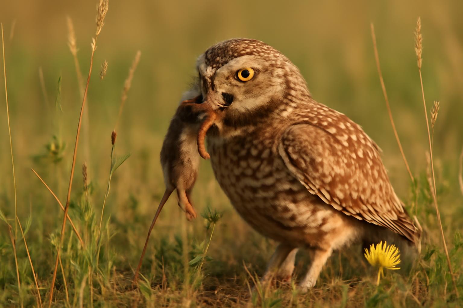 owl in natural habitat - AI generated illustration for article about Why Habitat Loss Shows Up in Bird Behavior First