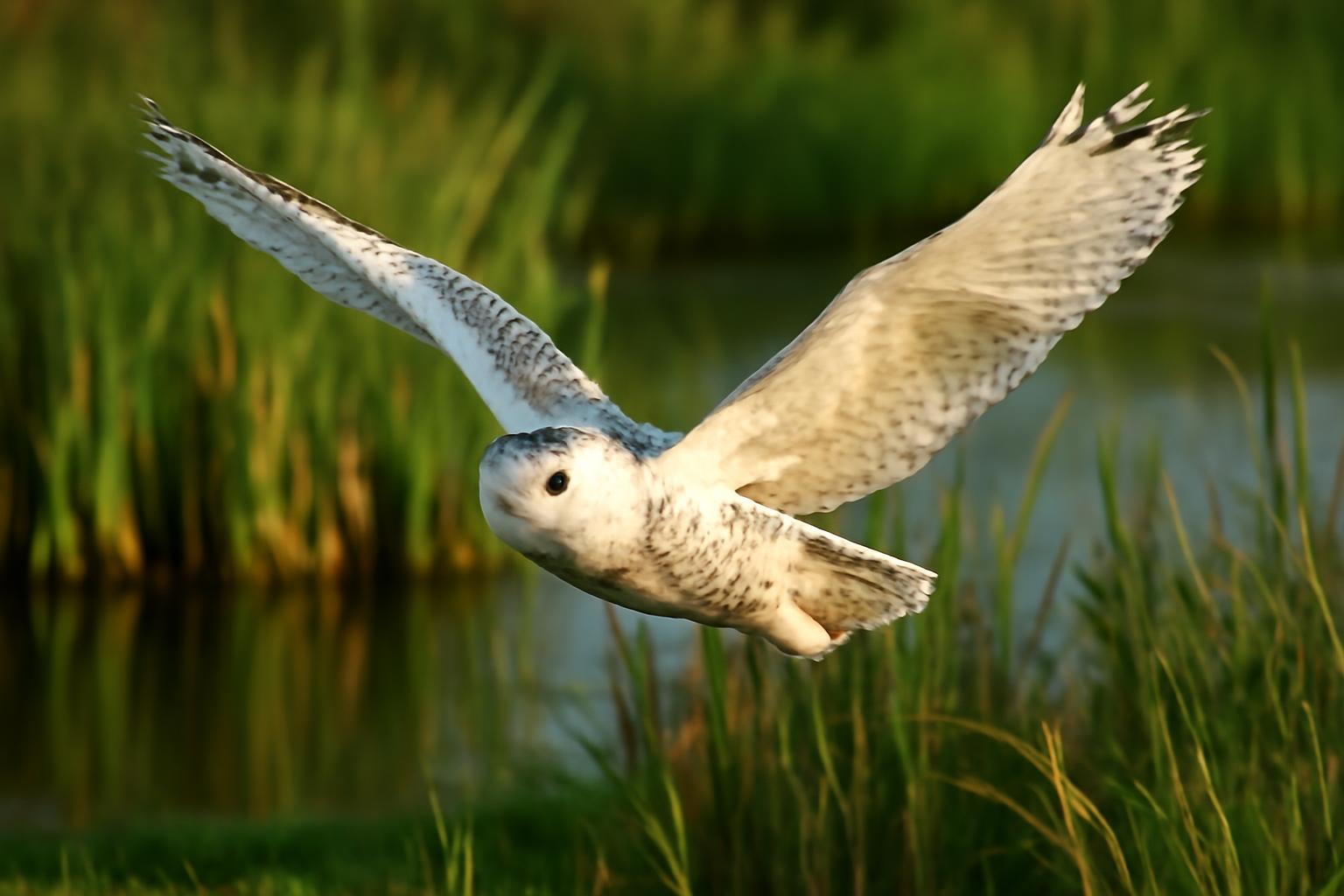 owl in natural habitat - AI generated illustration for article about Vagrant Birds: Reading Behavior When a Species Arrives Out of Range