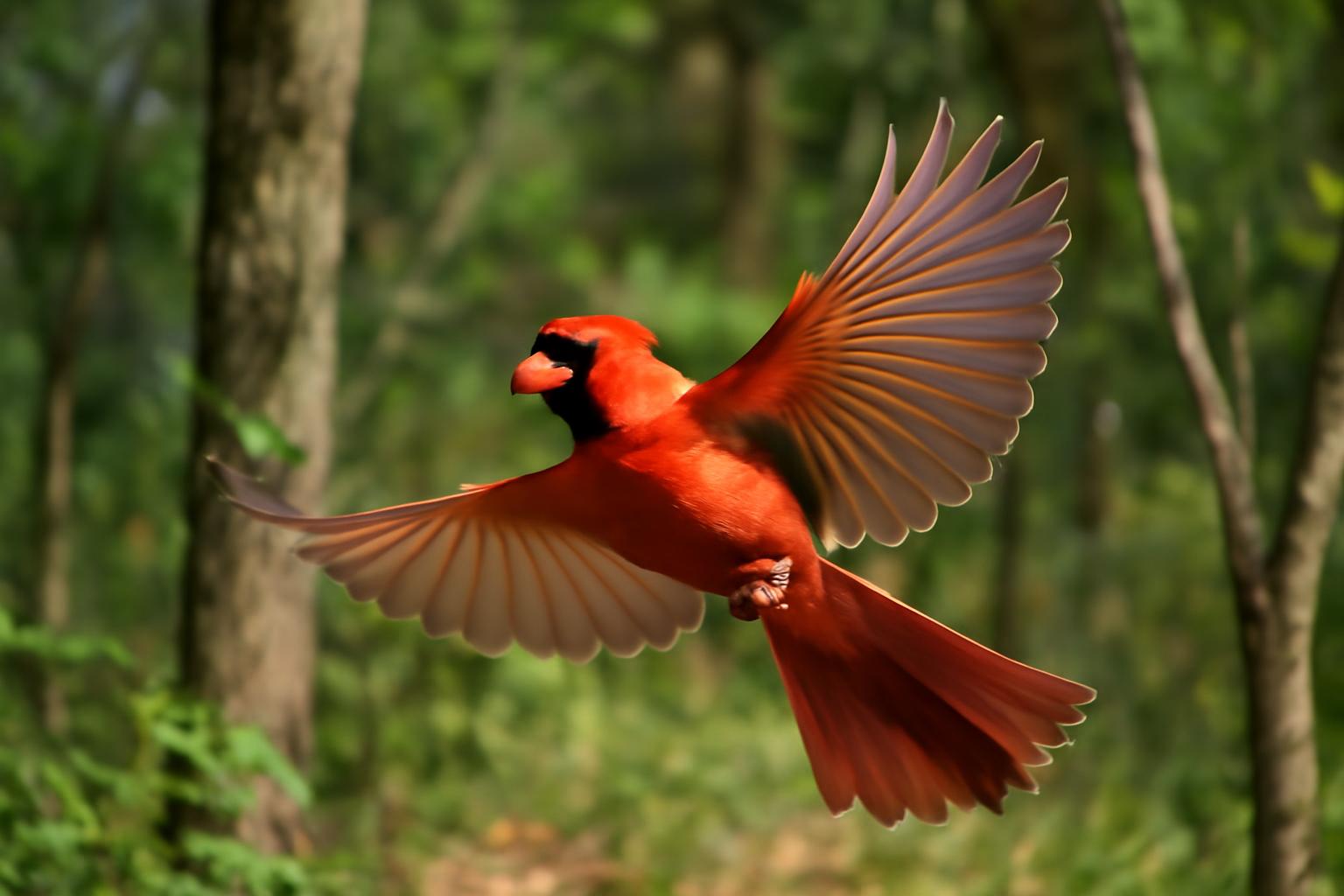 cardinal in natural habitat - AI generated illustration for article about Rose-breasted Grosbeak, Downy Woodpecker & Cardinal: Field ID Guide