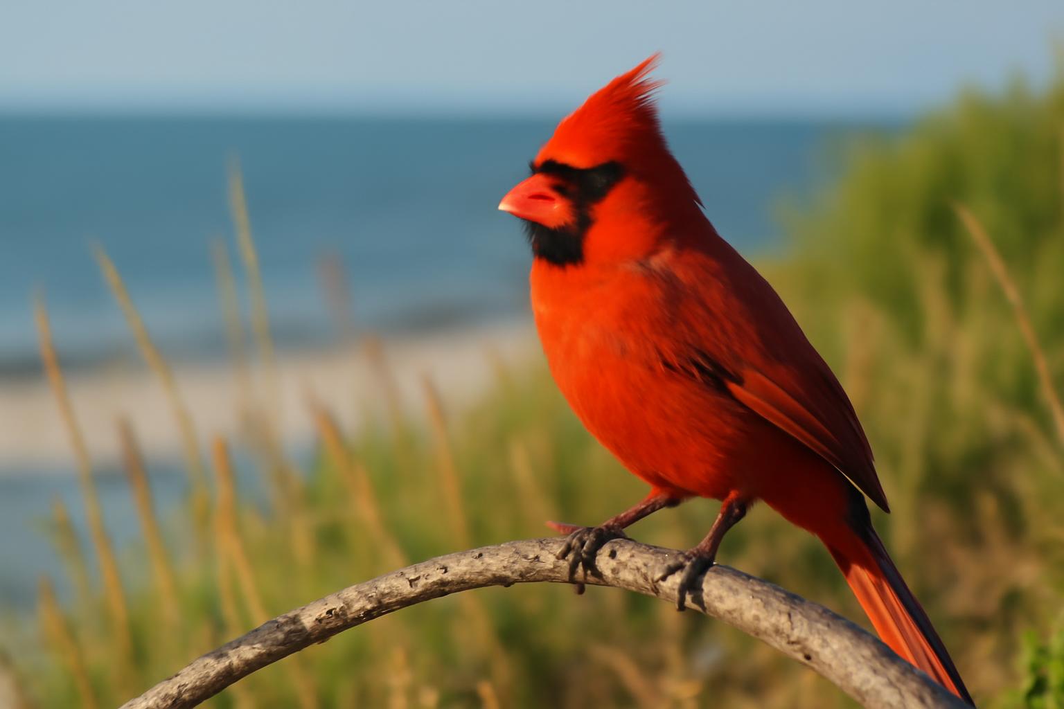 cardinal in natural habitat - AI generated illustration for article about Red Birds That Aren't What They Seem: Flycatcher, Cardinal, Shrike