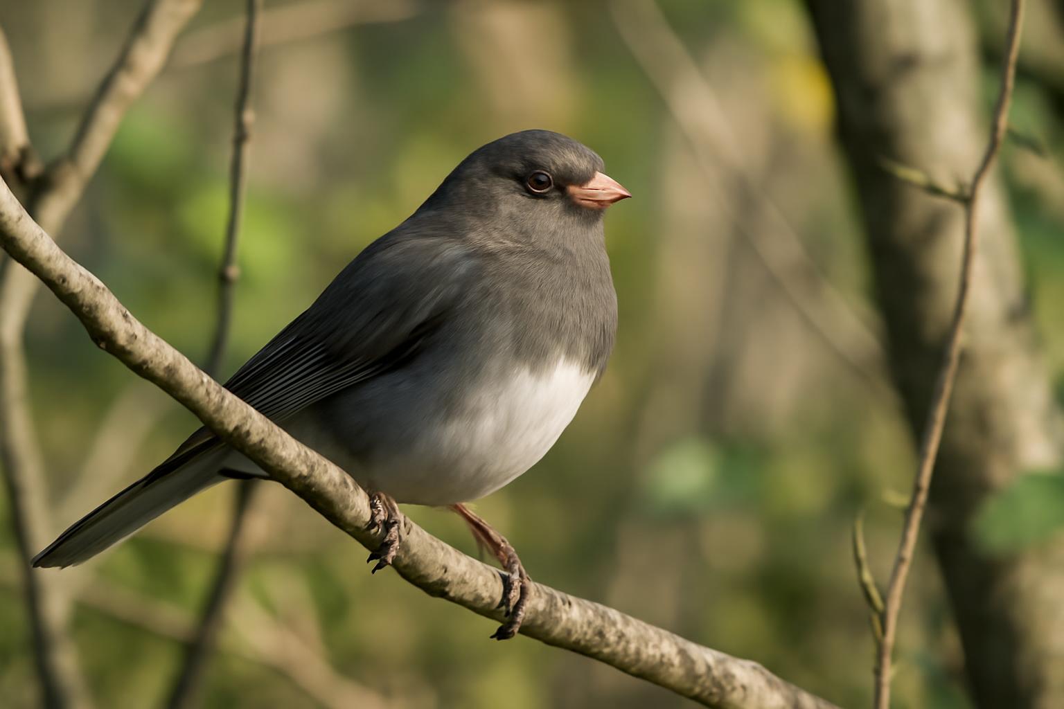 junco in natural habitat - AI generated illustration for article about High School Students Document Bird Behaviors in Ferguson-Florissant Study