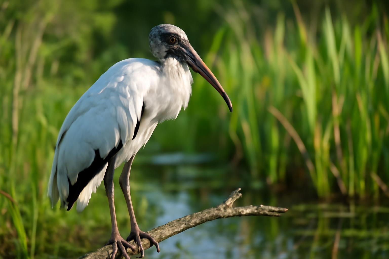 heron in natural habitat - AI generated illustration for article about Wood Stork Recovery: Corkscrew Watershed Research Reveals Critical Data