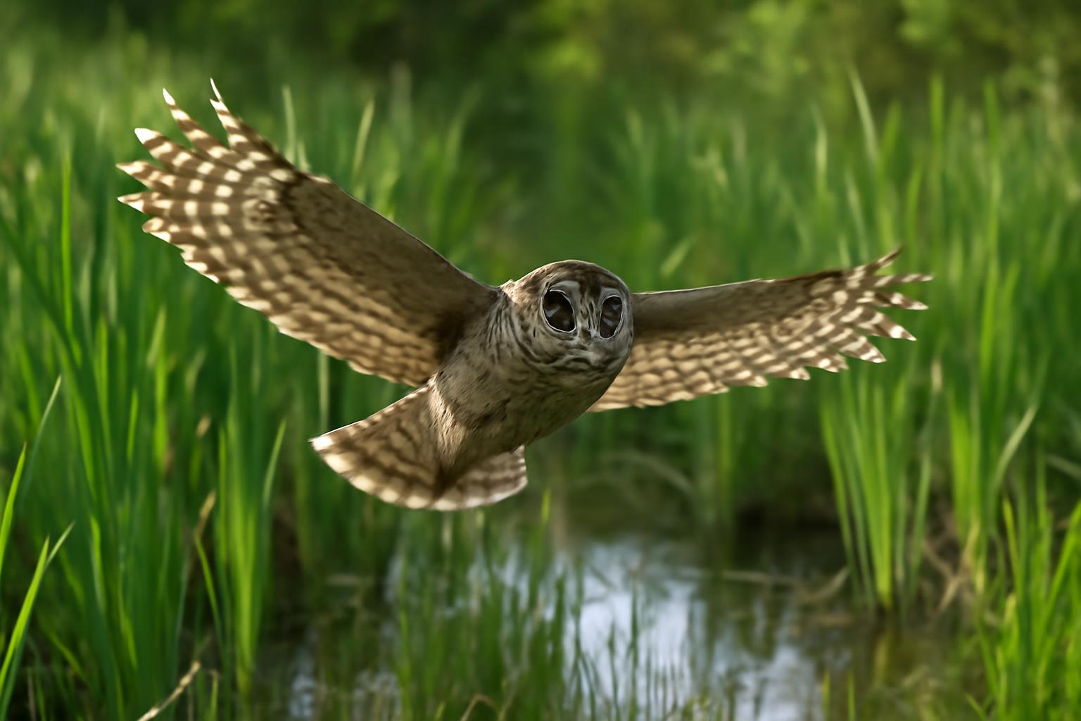 jay in natural habitat - AI generated illustration for article about Forest Corridors and the Birds That Depend on Them