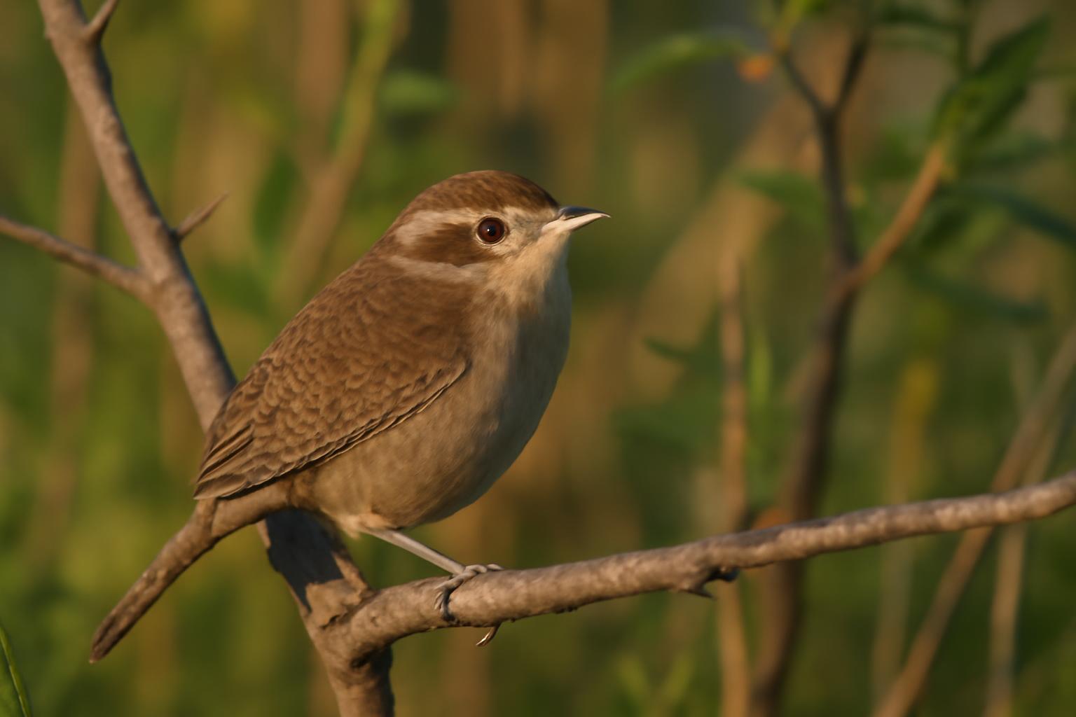 wren in natural habitat - AI generated illustration for article about Systematic Bird Observation: Field Research Methods for Better Bird ID