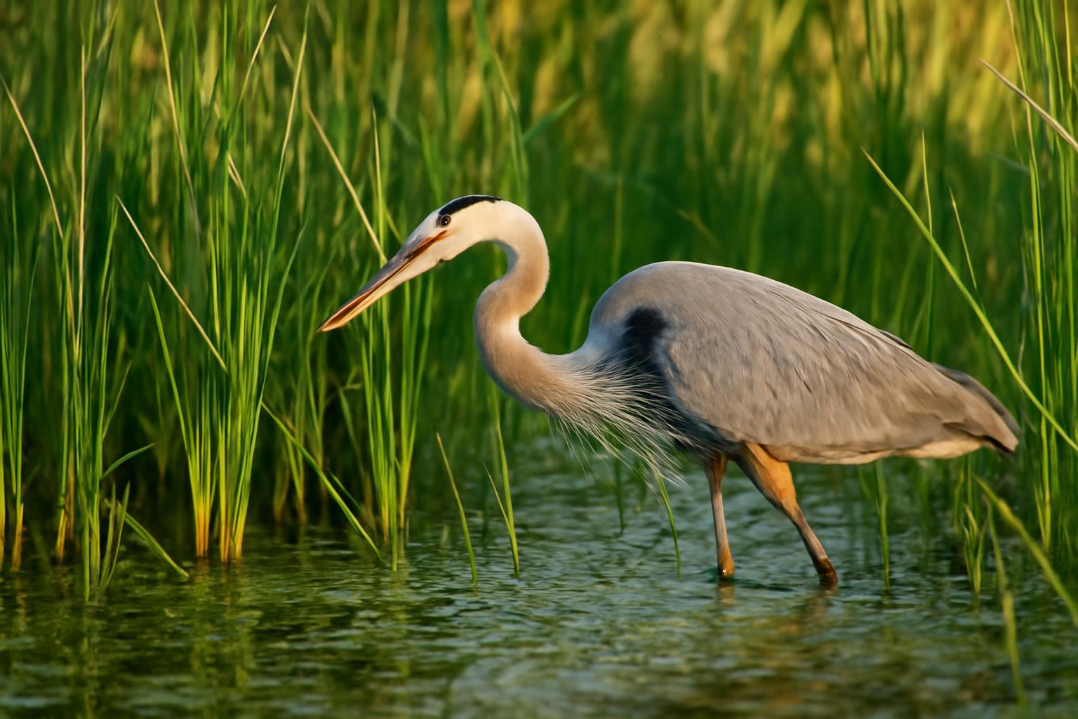 heron in natural habitat - AI generated illustration for article about Everglades Bird Recovery: Why Upstream Restoration Matters More Than CERP