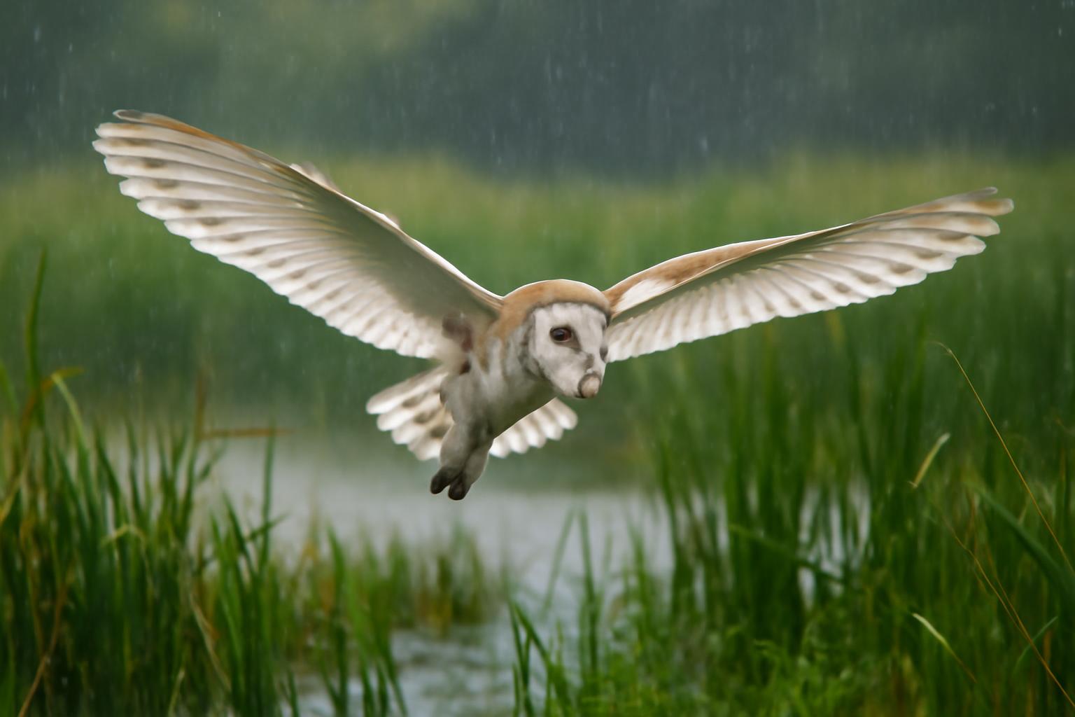 owl in natural habitat - AI generated illustration for article about How Rain Reshapes Bird Behavior: Barn Owl, Chickadee & Bunting