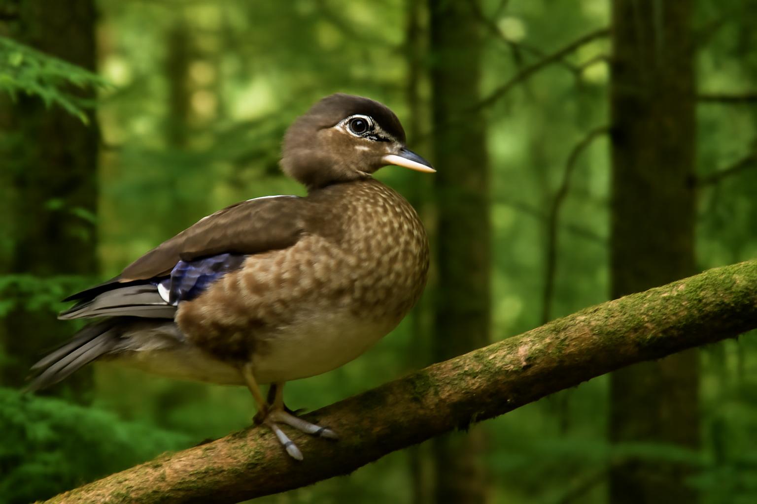duck in natural habitat - AI generated illustration for article about Forest Birds ID Guide: 4 Species in Old-Growth Habitat