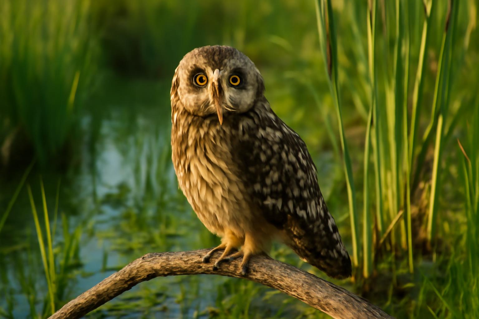 owl in natural habitat - AI generated illustration for article about Alaska Shorebird Breeding Success: Critical Habitat Research Findings