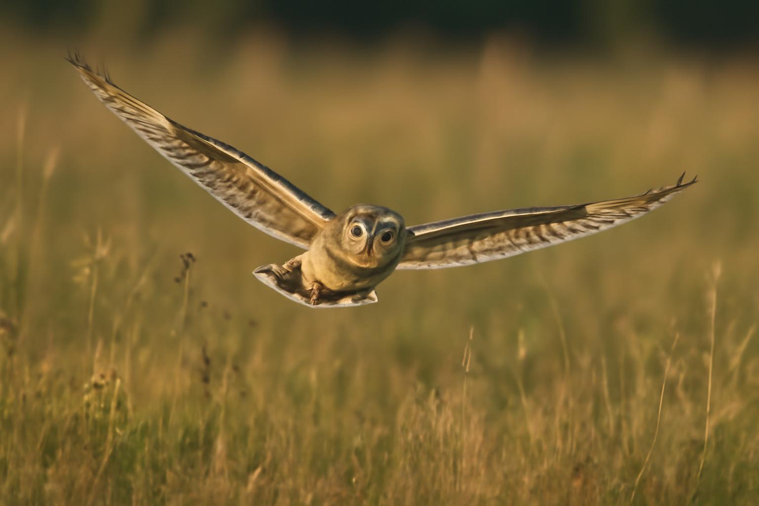 owl in natural habitat - AI generated illustration for article about Slow Down to See More: Field ID for Four Demanding Birds
