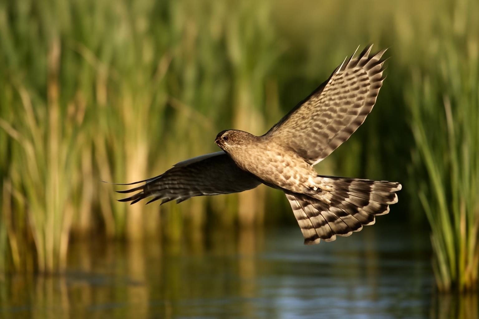 hawk in natural habitat - AI generated illustration for article about Vagrant Birds: When Migration Goes Off-Script