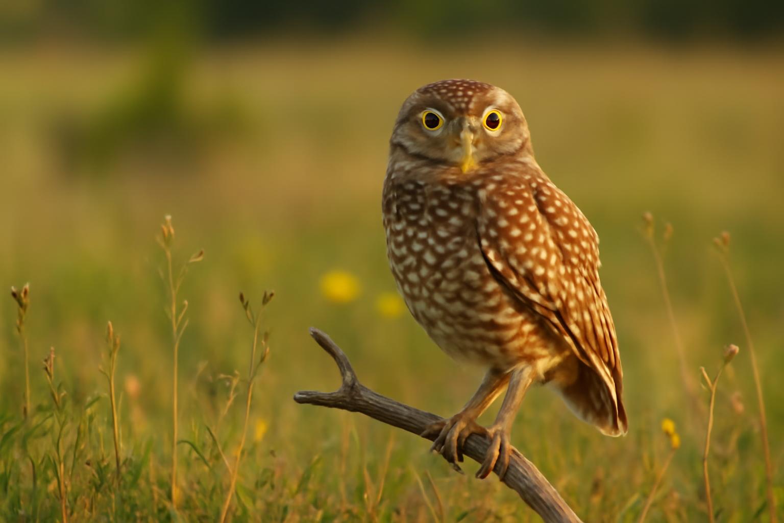 owl in natural habitat - AI generated illustration for article about Art-Inspired Birding: Using Public Murals to Improve Field Identification