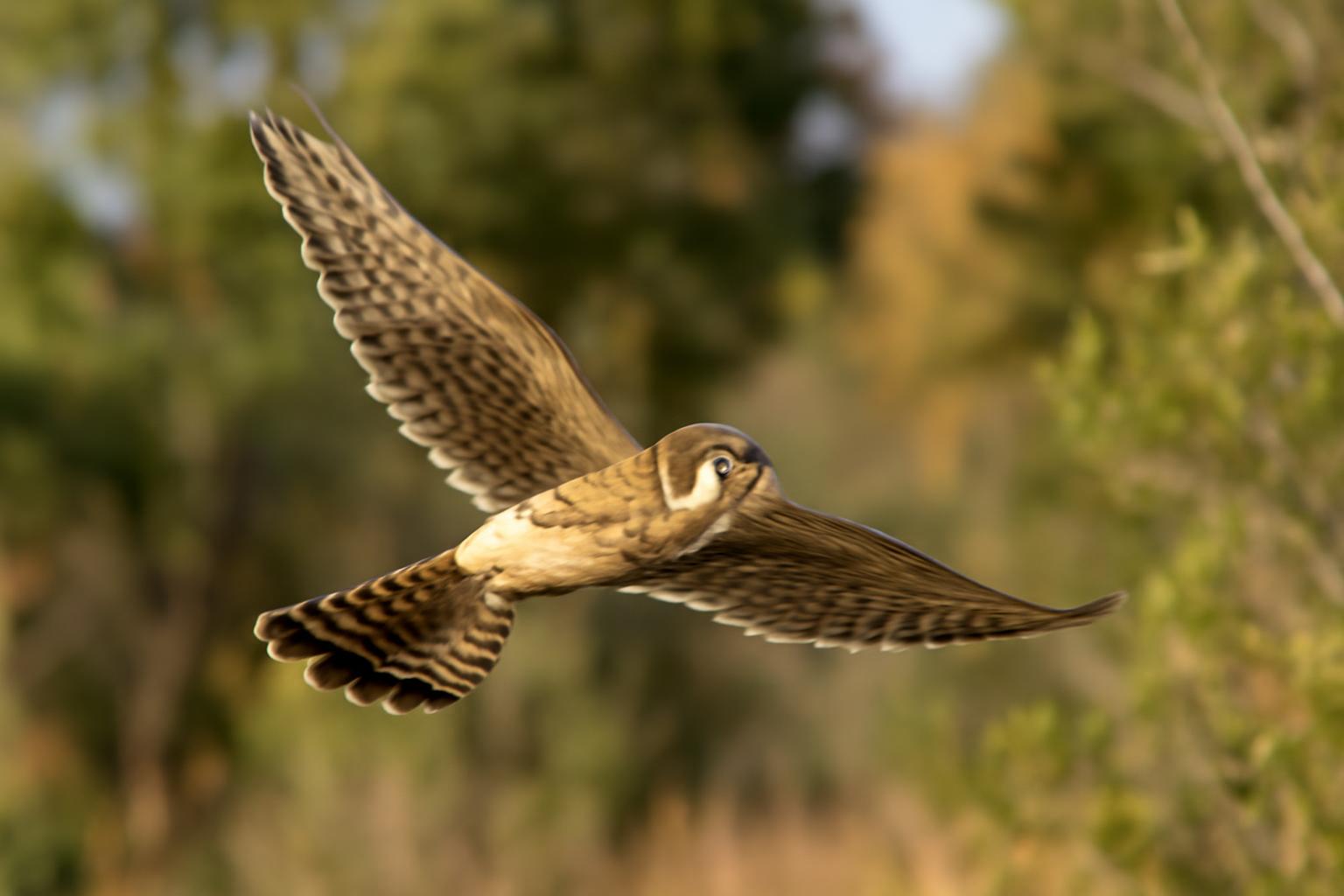hawk in natural habitat - AI generated illustration for article about Osprey, Bald Eagle, Kestrel: Telling Them Apart in Flight