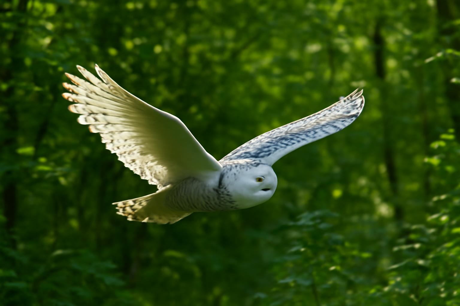 owl in natural habitat - AI generated illustration for article about Rose-breasted Grosbeak & Snowy Owl: Field ID Guide