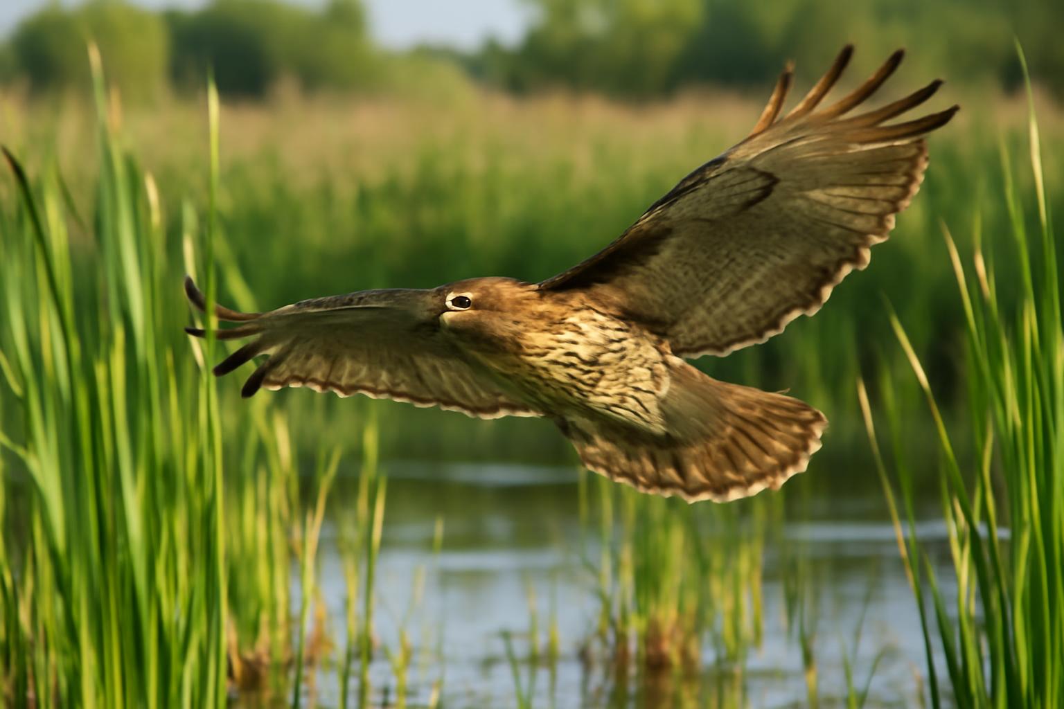 hawk in natural habitat - AI generated illustration for article about How Wetland Restoration Creates Bird Habitat Corridors Across America