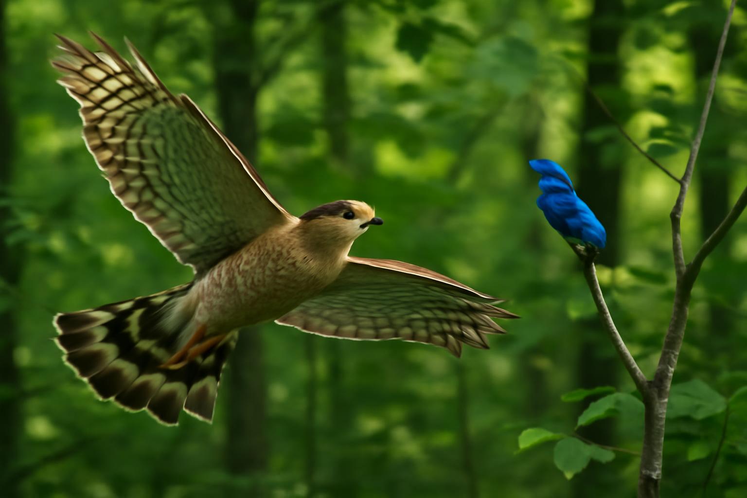 hawk in natural habitat - AI generated illustration for article about Cooper's Hawk & Indigo Bunting: Slow Down and See More