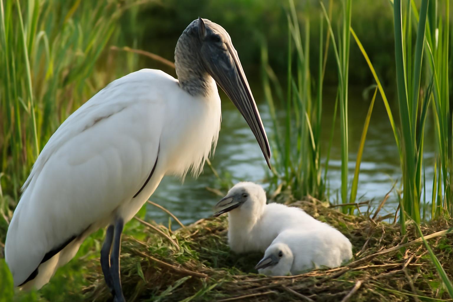 Bird in natural habitat - AI generated illustration for article about What Wood Stork Nest Surveys Actually Require