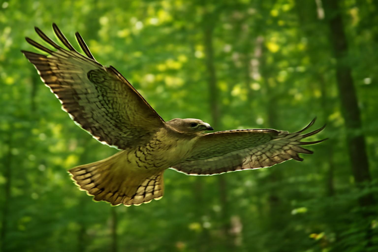 hawk in natural habitat - AI generated illustration for article about How Four Species Reveal Climate Change in Real Time