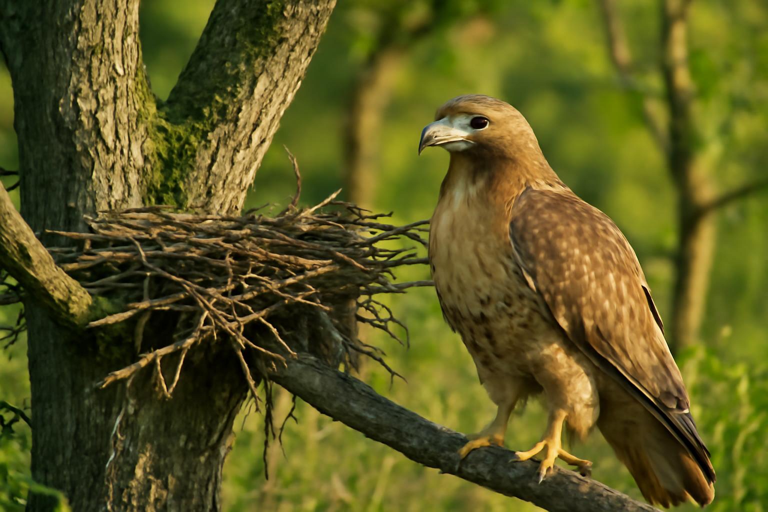 hawk in natural habitat - AI generated illustration for article about Watching Bird Behavior Changes How You See Birds