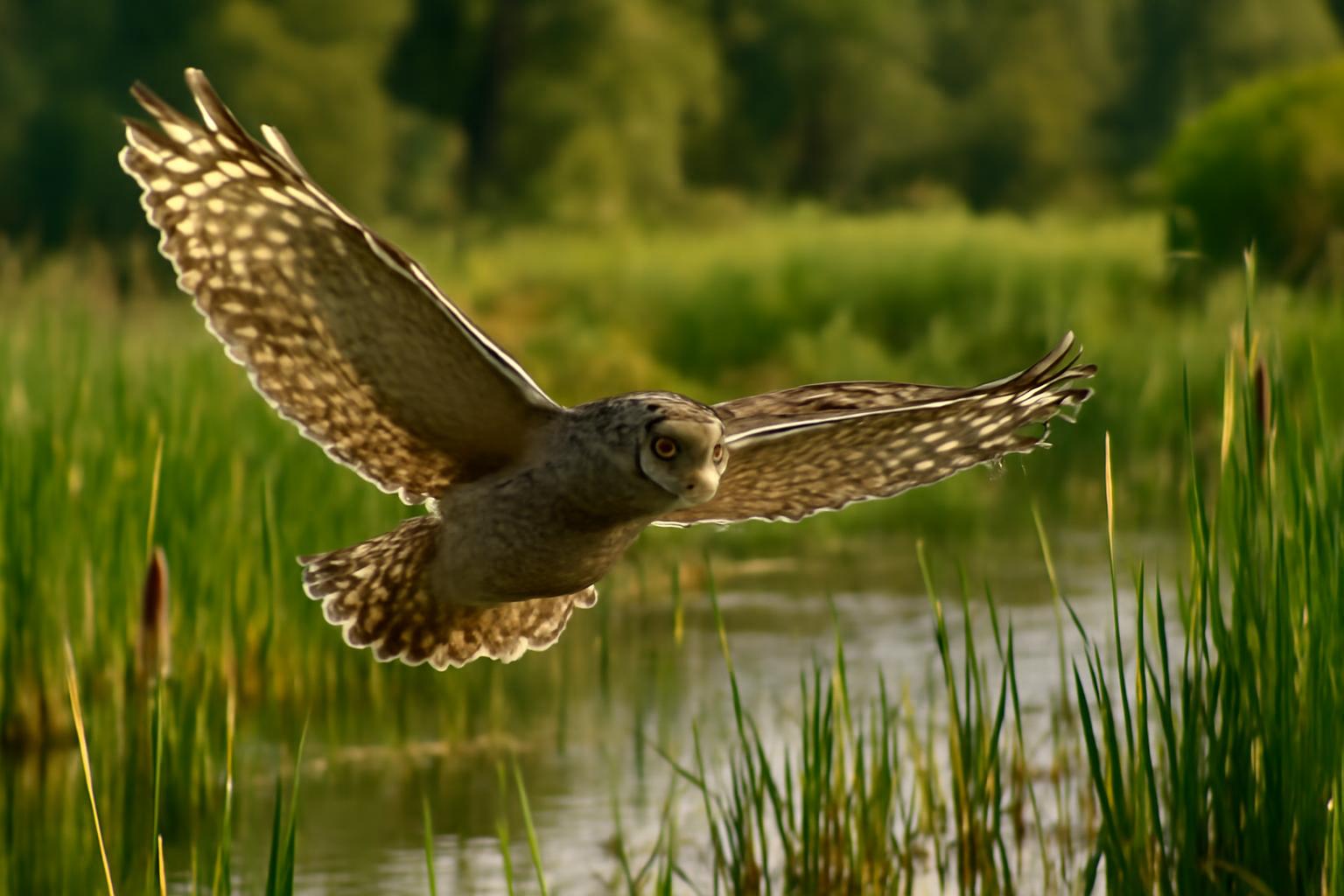 owl in natural habitat - AI generated illustration for article about Public Lands Maintenance Bills: What's at Stake for Birds