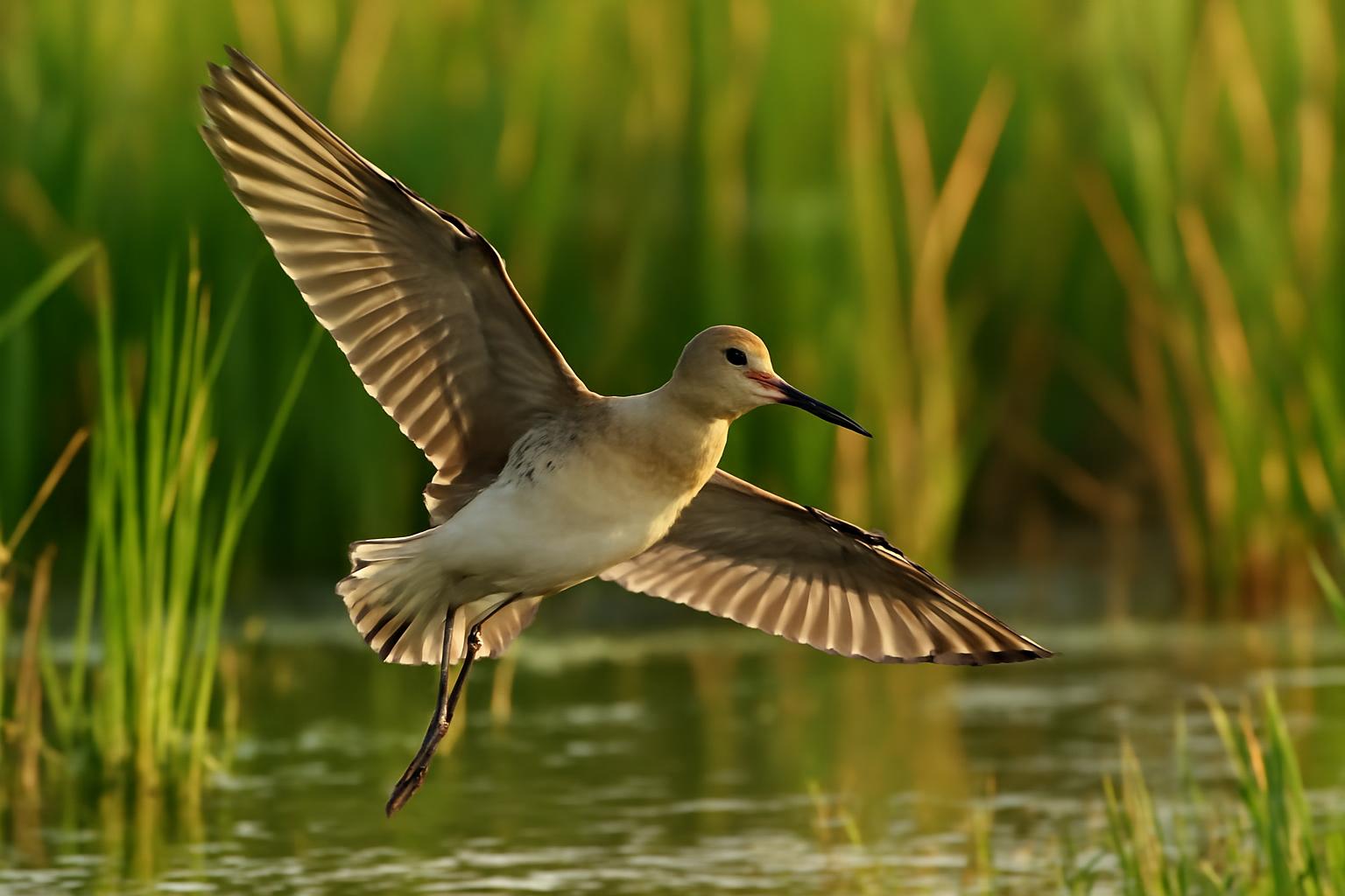 Bird in natural habitat - AI generated illustration for article about Flyways Nature Bonds: When Bird Science Meets Finance