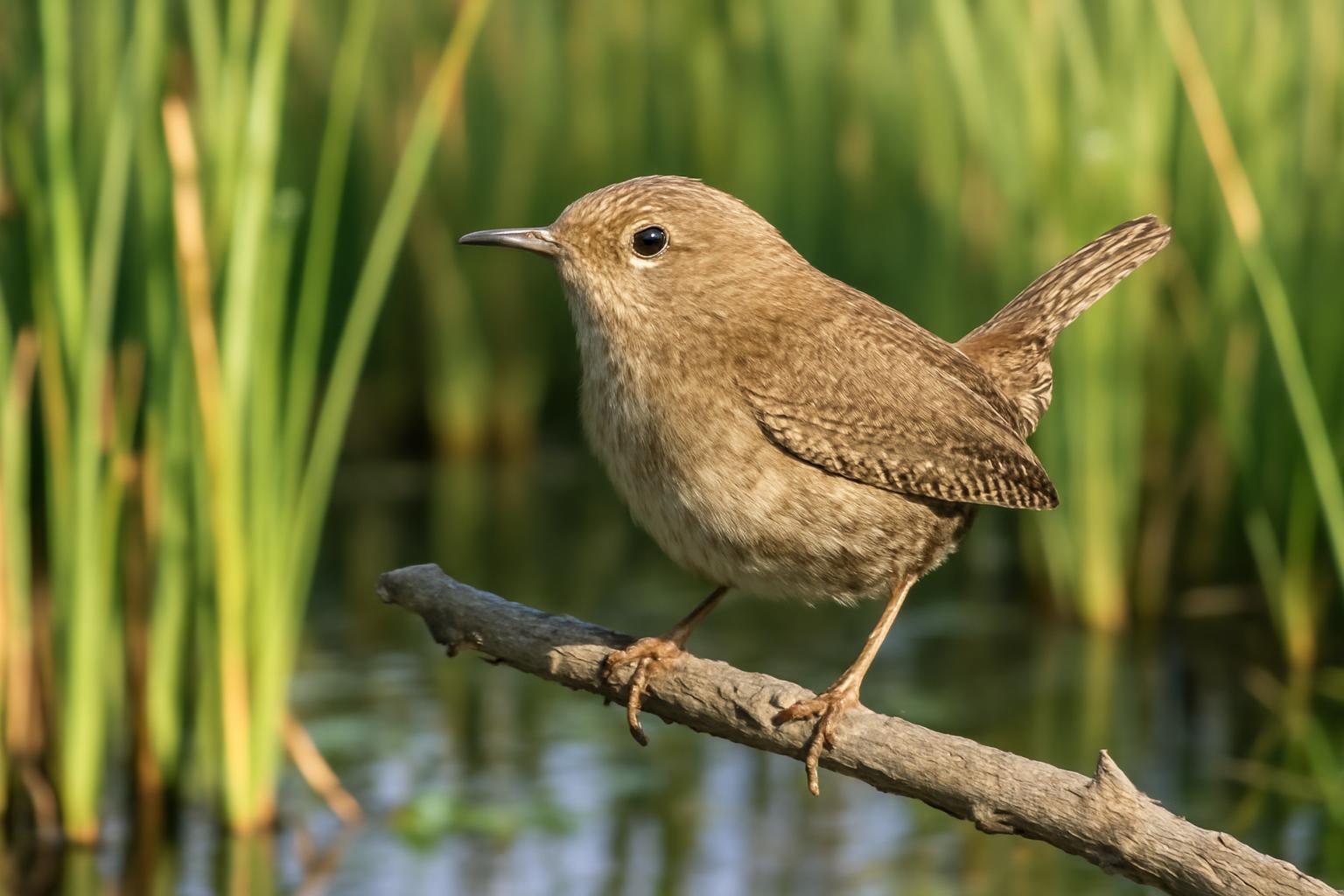 house wren in natural habitat - AI generated illustration for article about House Wren, Pileated Woodpecker & Cooper's Hawk: Field ID Guide