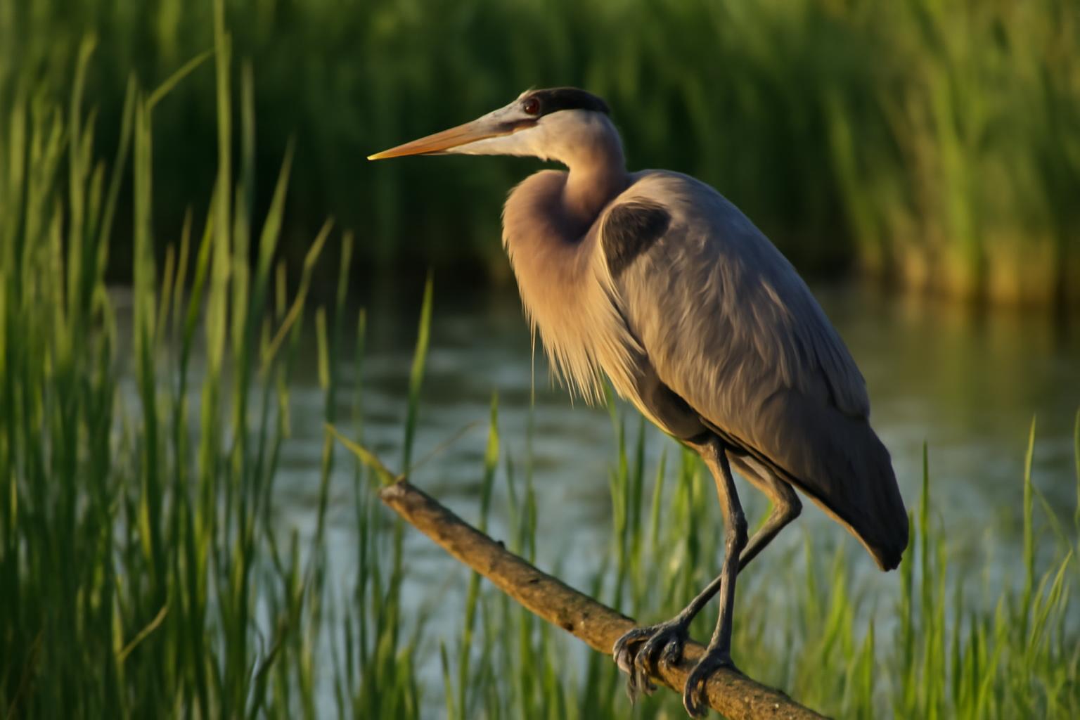 heron in natural habitat - AI generated illustration for article about Four Prairie-Edge Birds Worth Knowing by Heart