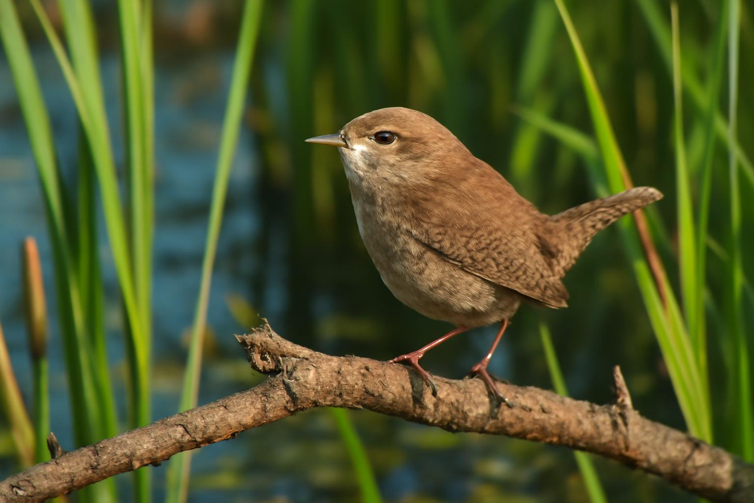 wren in natural habitat - AI generated illustration for article about Four Birds That Reward a Second Look