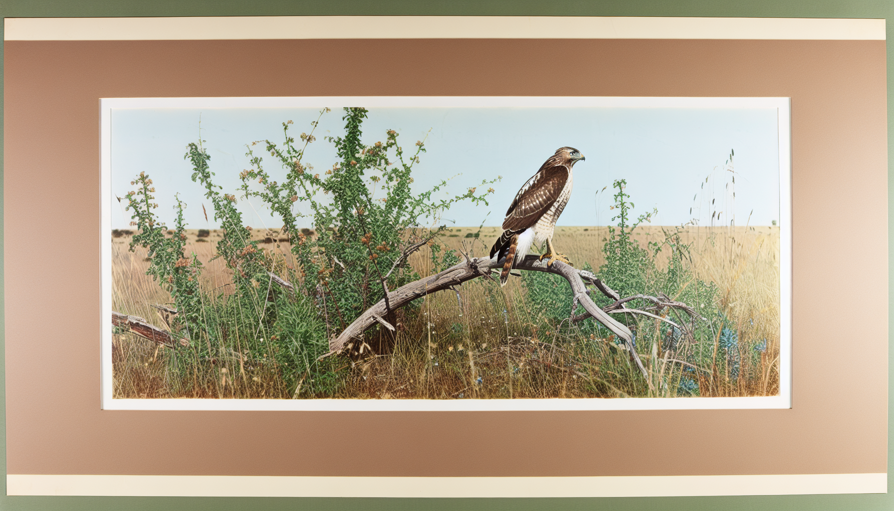 hawk in natural habitat - AI generated illustration for article about Texas Ranchers Build Bird-Friendly Networks Through Digital Platform