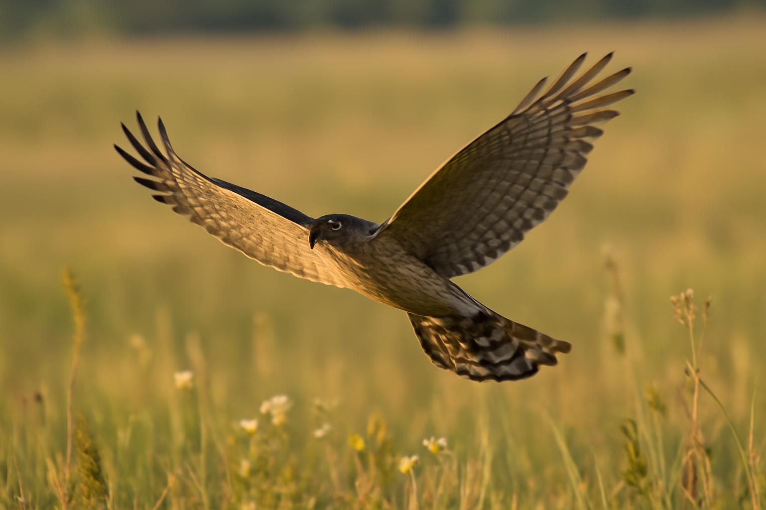 hawk in natural habitat - AI generated illustration for article about Bobolink, Cooper's Hawk & Goldfinch: Field ID Guide