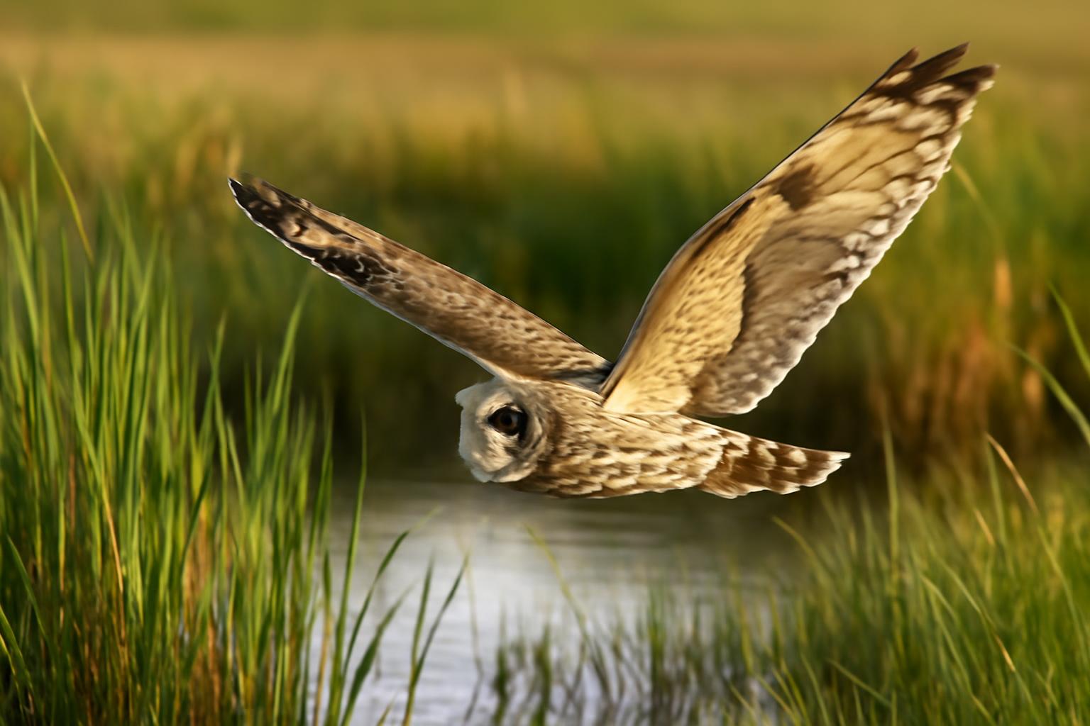 owl in natural habitat - AI generated illustration for article about Salt Marshes as Bird Habitat: What Raptors and Resident Species Reveal