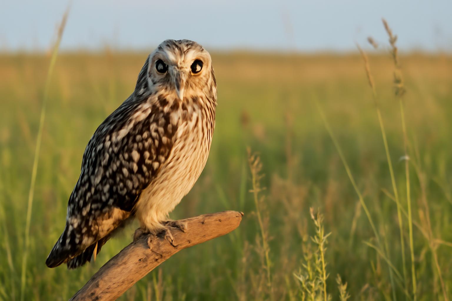 owl in natural habitat - AI generated illustration for article about Grassland Birds: Complete Field ID Guide for Prairie Restoration Sites