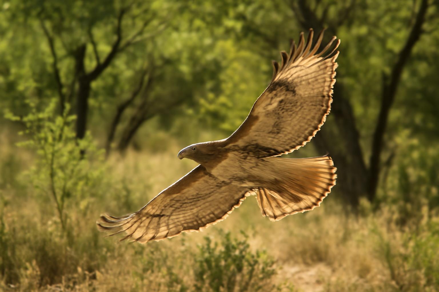 hawk in natural habitat - AI generated illustration for article about Bird ID Guide: Great Blue Heron, Pileated Woodpecker & Red-tailed Hawk