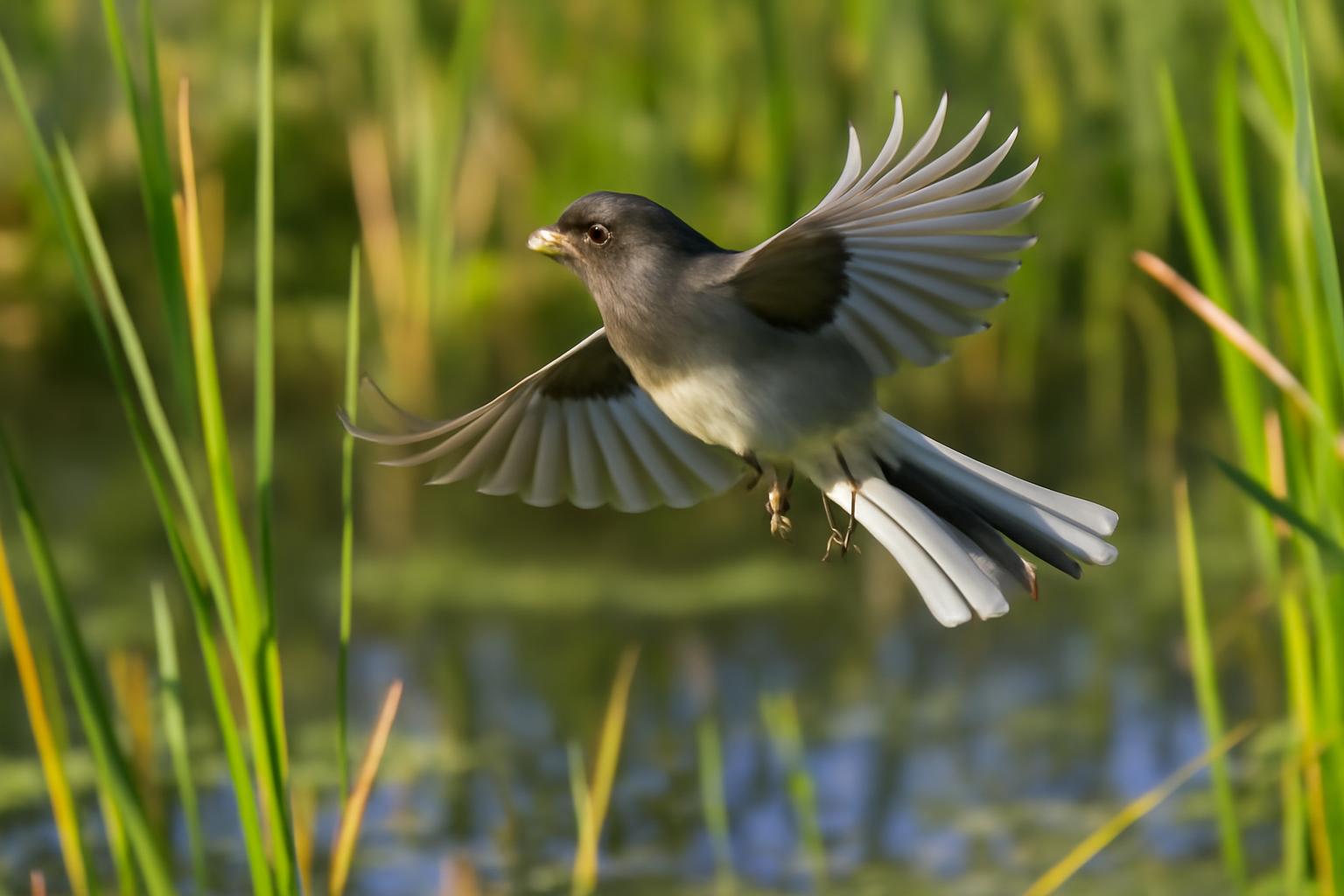 junco in natural habitat - AI generated illustration for article about Rocky Mountain Birds and Working Lands: What Monitoring Reveals