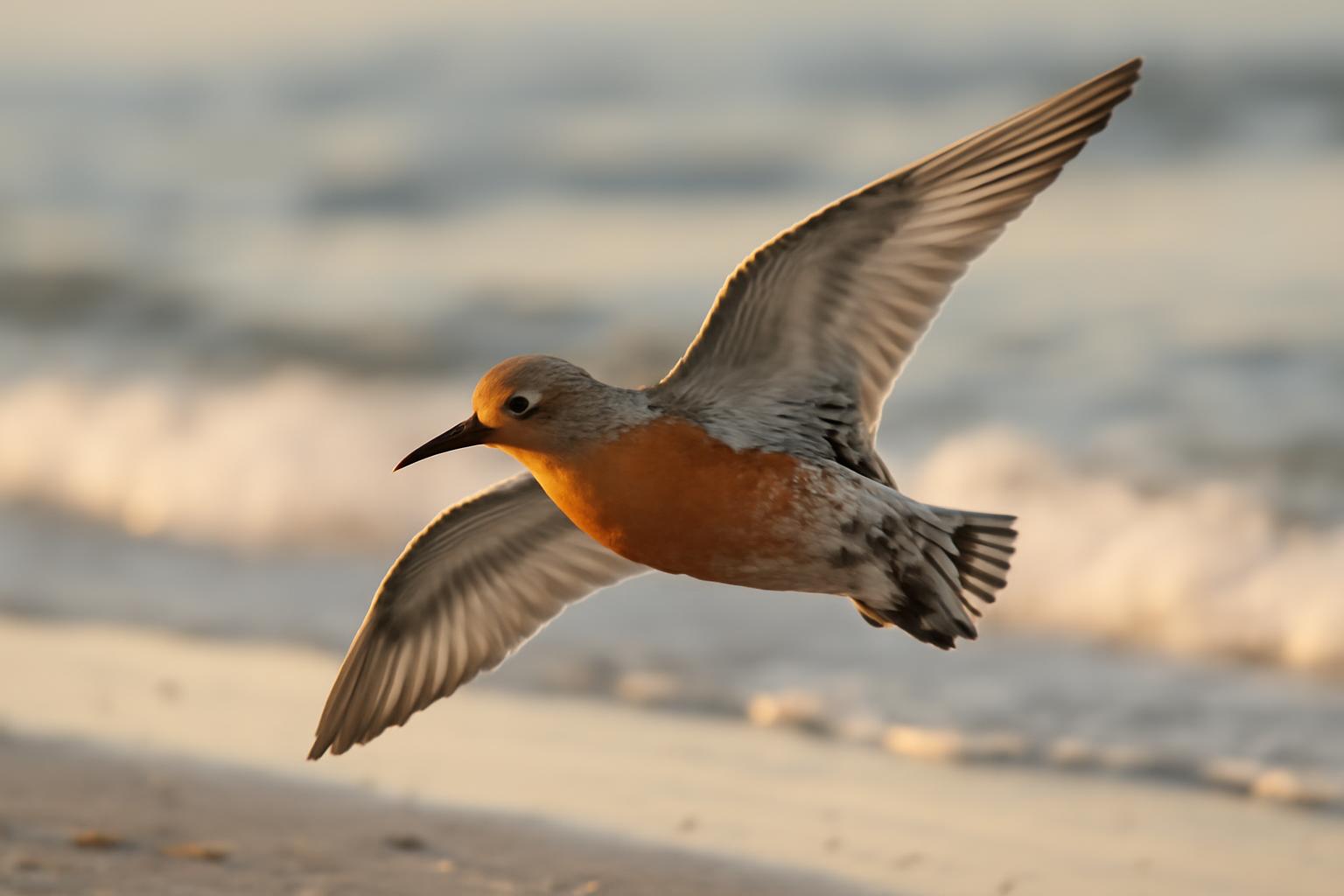 shorebird in natural habitat - AI generated illustration for article about Red Knot's Race: Reading a Shorebird's Survival Signals