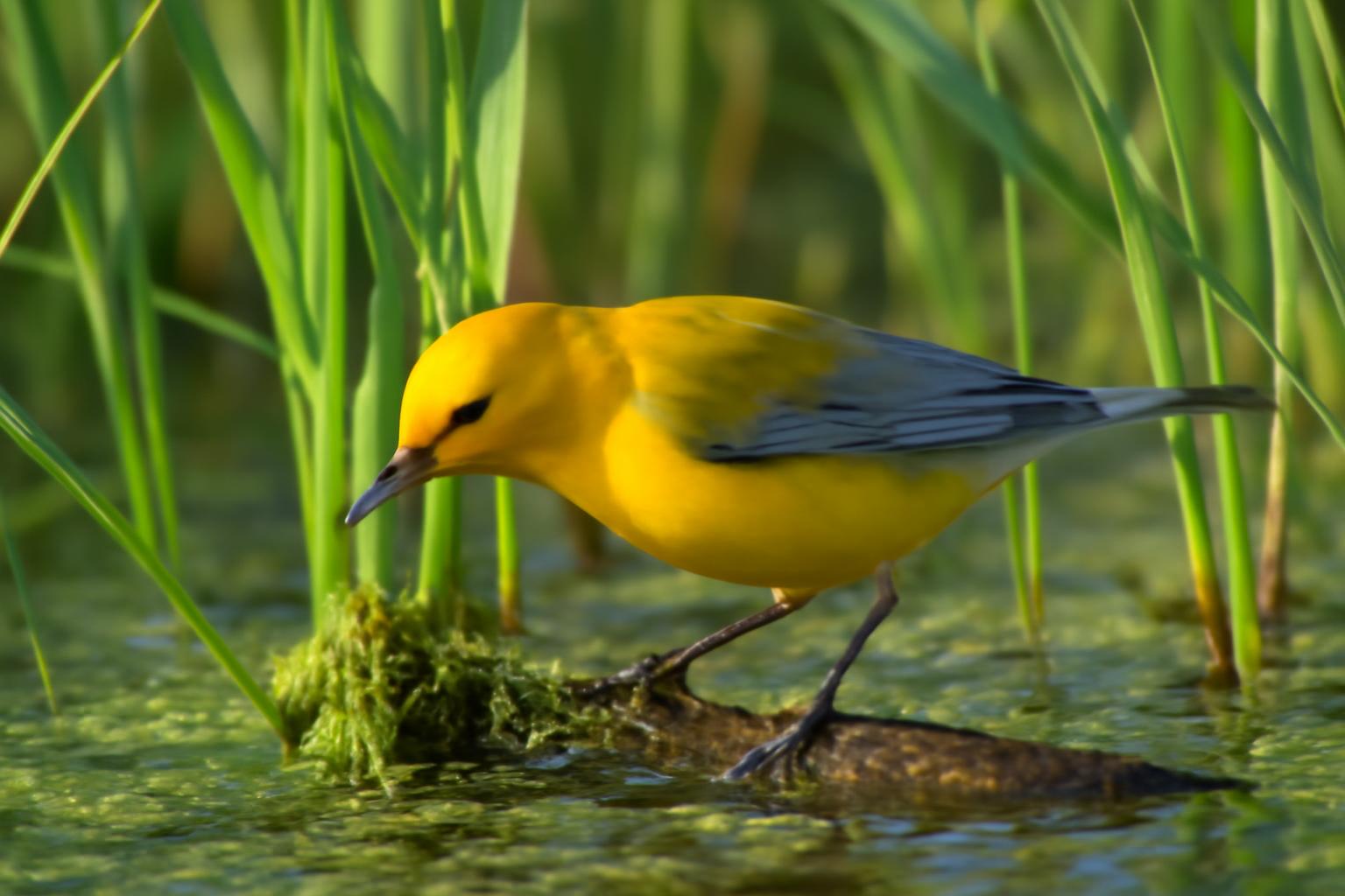 Bird in natural habitat - AI generated illustration for article about Four Bright Birds, Four ID Challenges Worth Learning