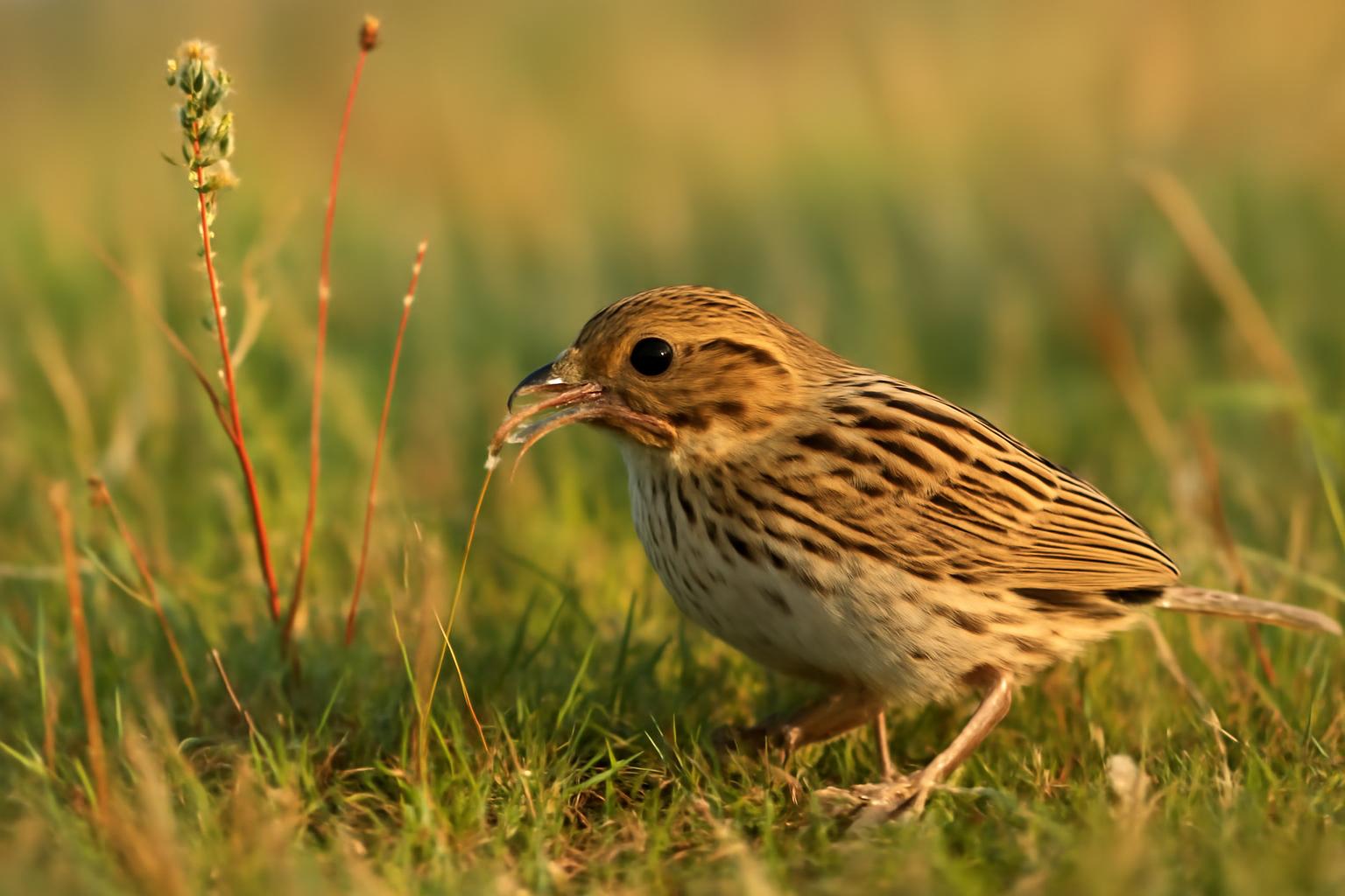sparrow in natural habitat - AI generated illustration for article about Henslow's Sparrow: Reading a Grassland Bird in Decline
