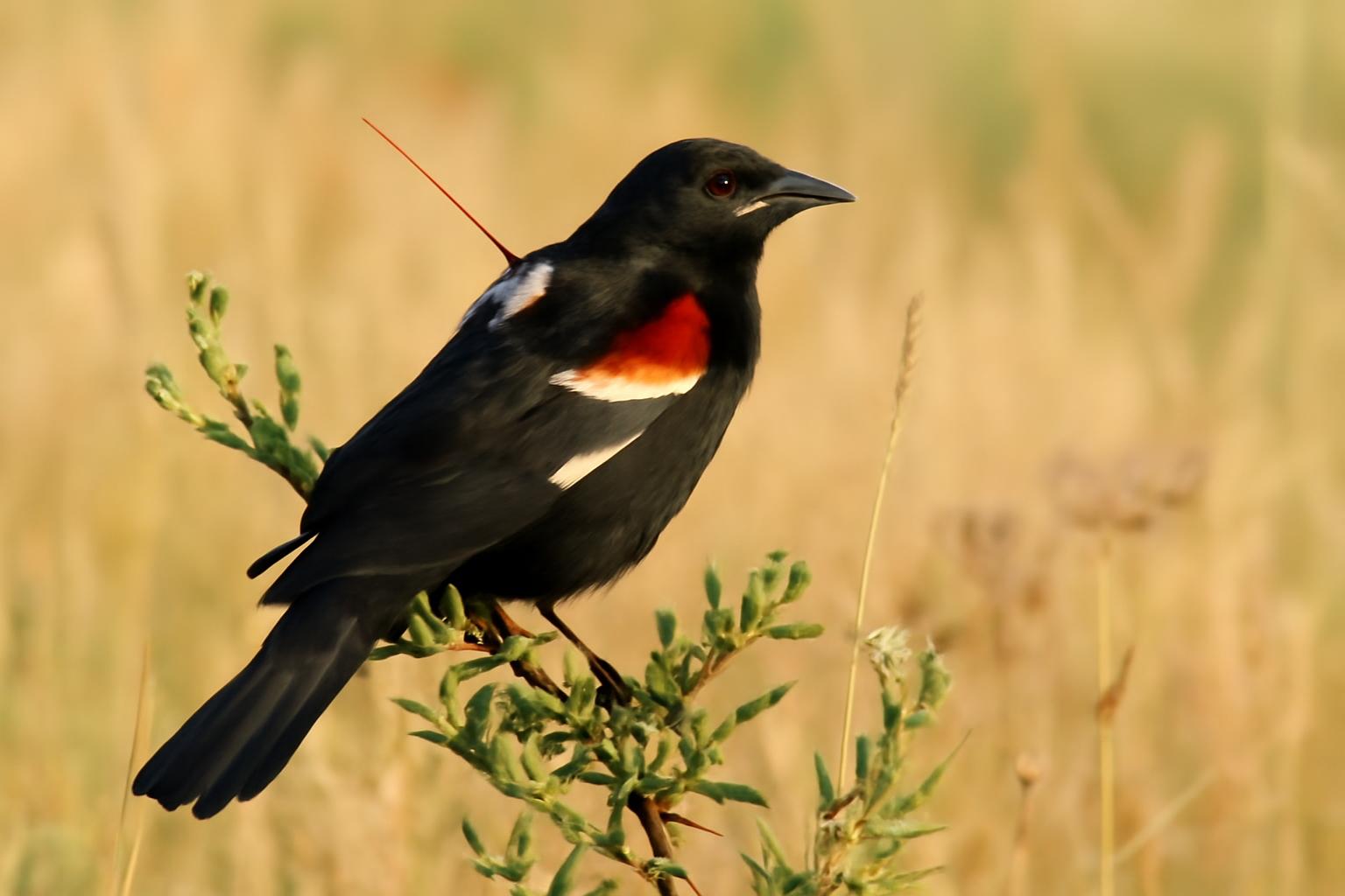 Bird in natural habitat - AI generated illustration for article about Radio Tags Reveal Where 100+ Tricolored Blackbirds Go After Breeding