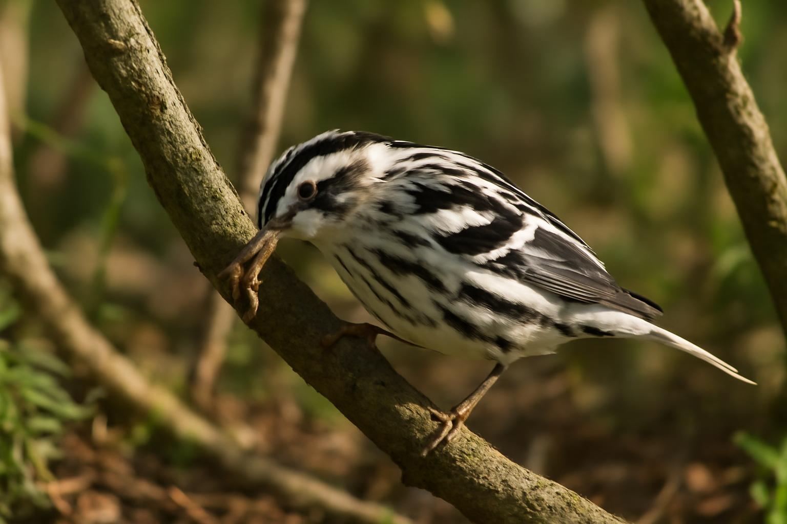 warbler in natural habitat - AI generated illustration for article about Why Black-and-White Plumage Works: The Science of Contrast