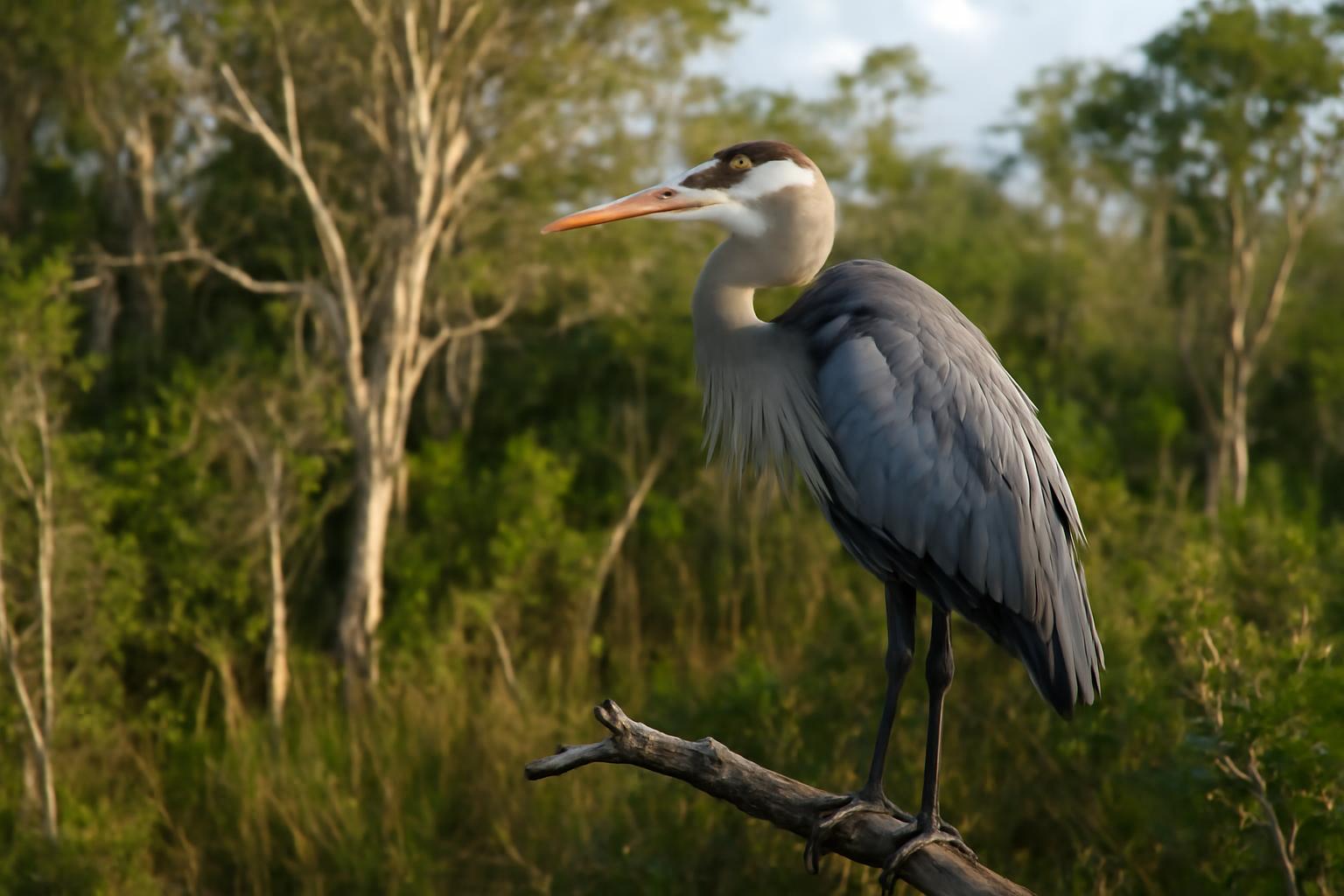 heron in natural habitat - AI generated illustration for article about Florida Everglades Birds: How Recent Policy Changes Affect Wading Bird Conservation