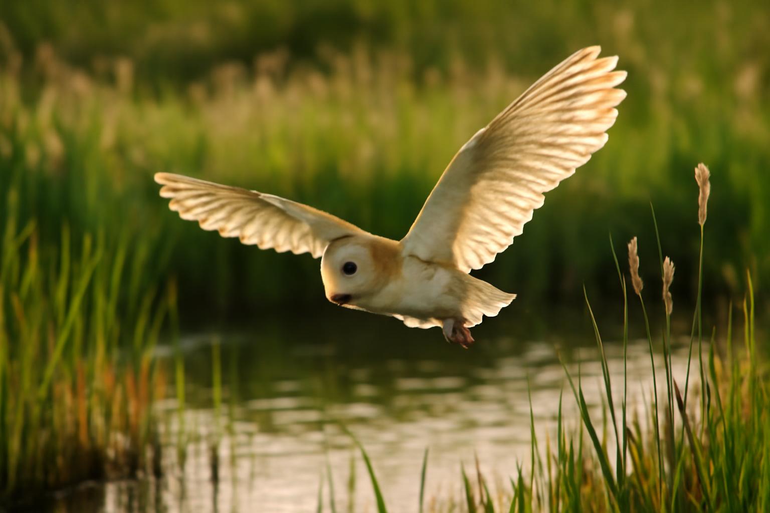 owl in natural habitat - AI generated illustration for article about Silent Hunters, Patient Fishers: How Birds Communicate Without Song