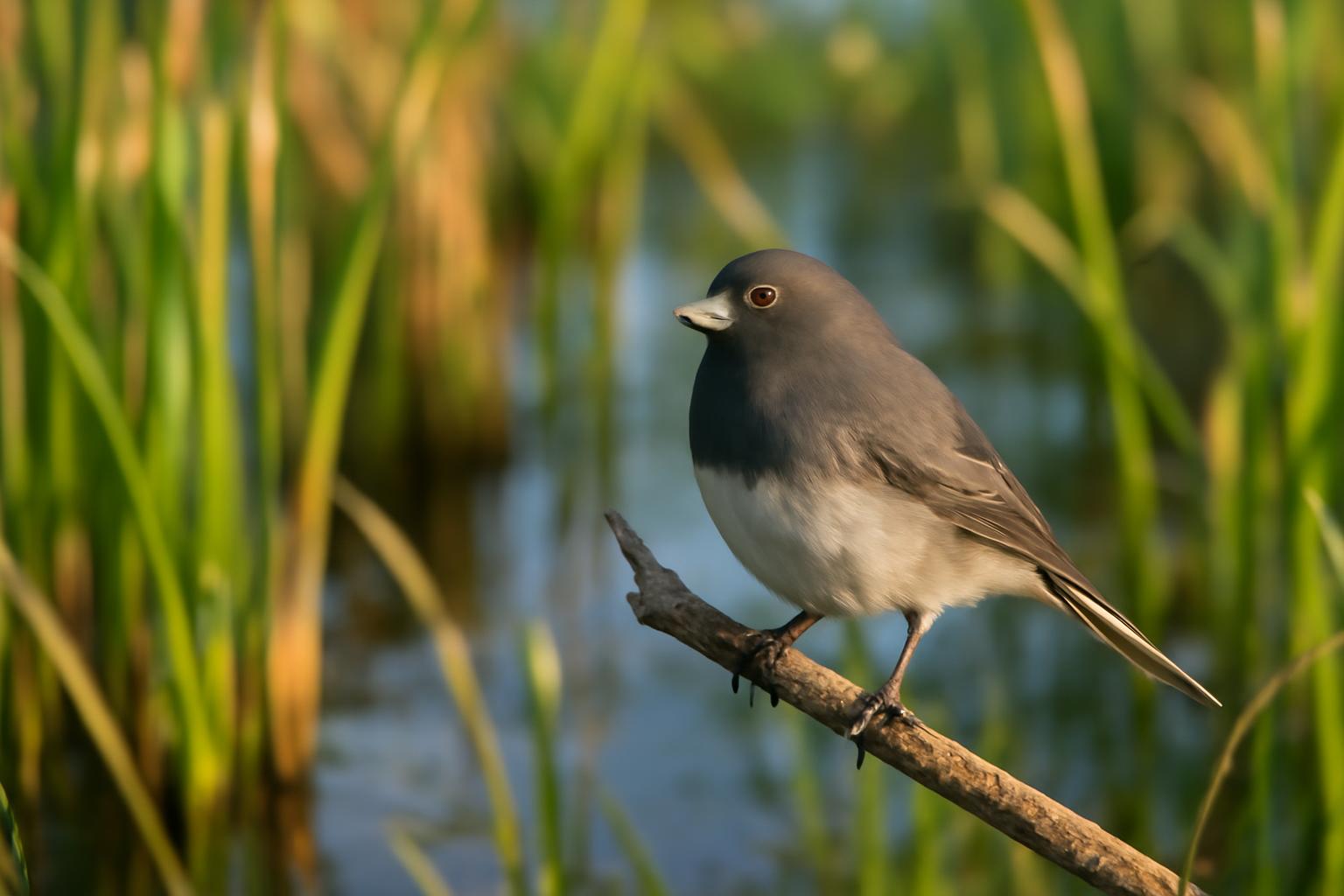 junco in natural habitat - AI generated illustration for article about Four Birds That Reward the Flock-Watching Habit