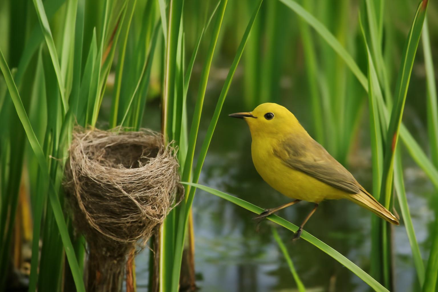 warbler in natural habitat - AI generated illustration for article about What Texas's Conservation Networks Actually Protect