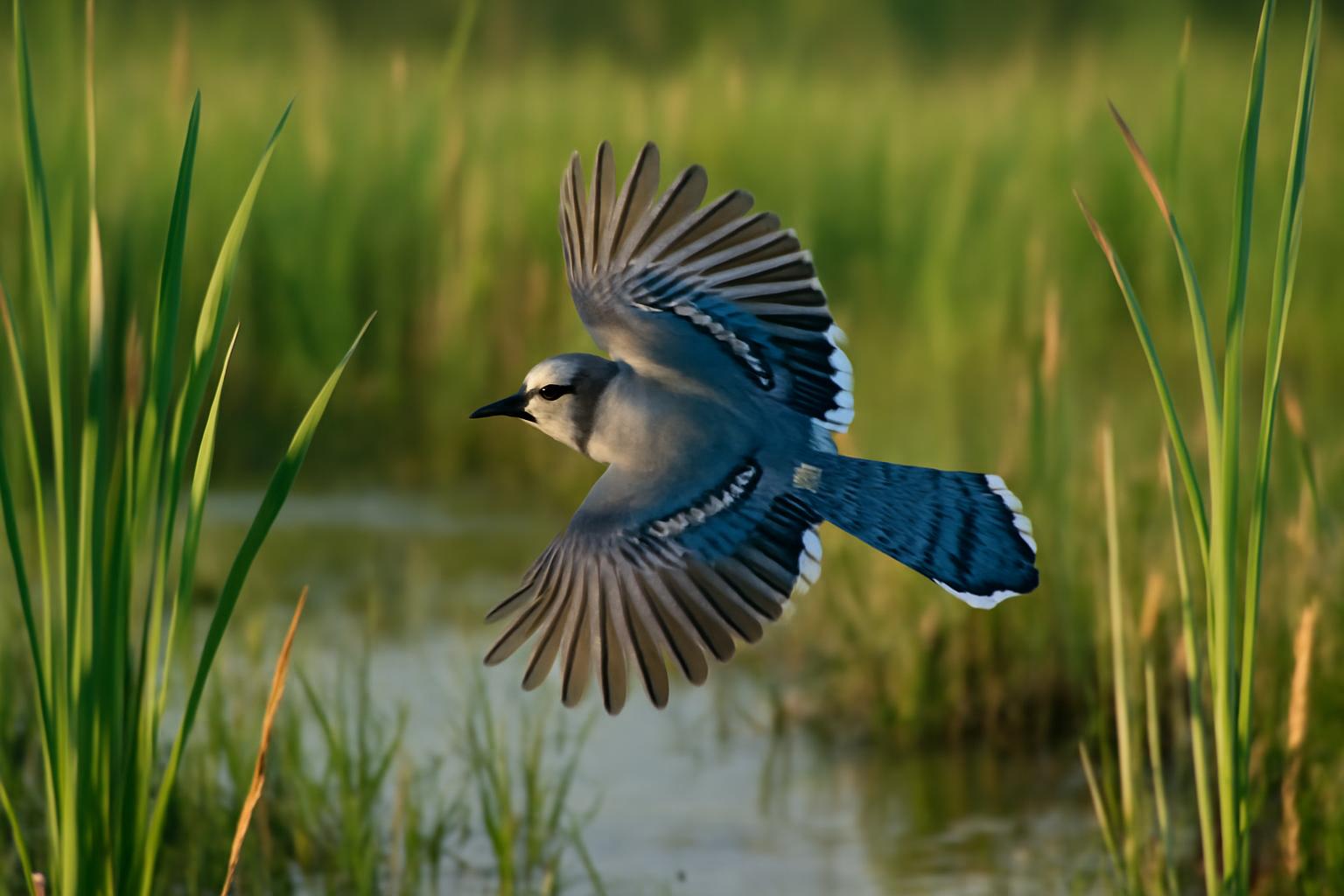 jay in natural habitat - AI generated illustration for article about Common Birds Are Climate Canaries: What Mallards, Jays & Cardinals Reveal